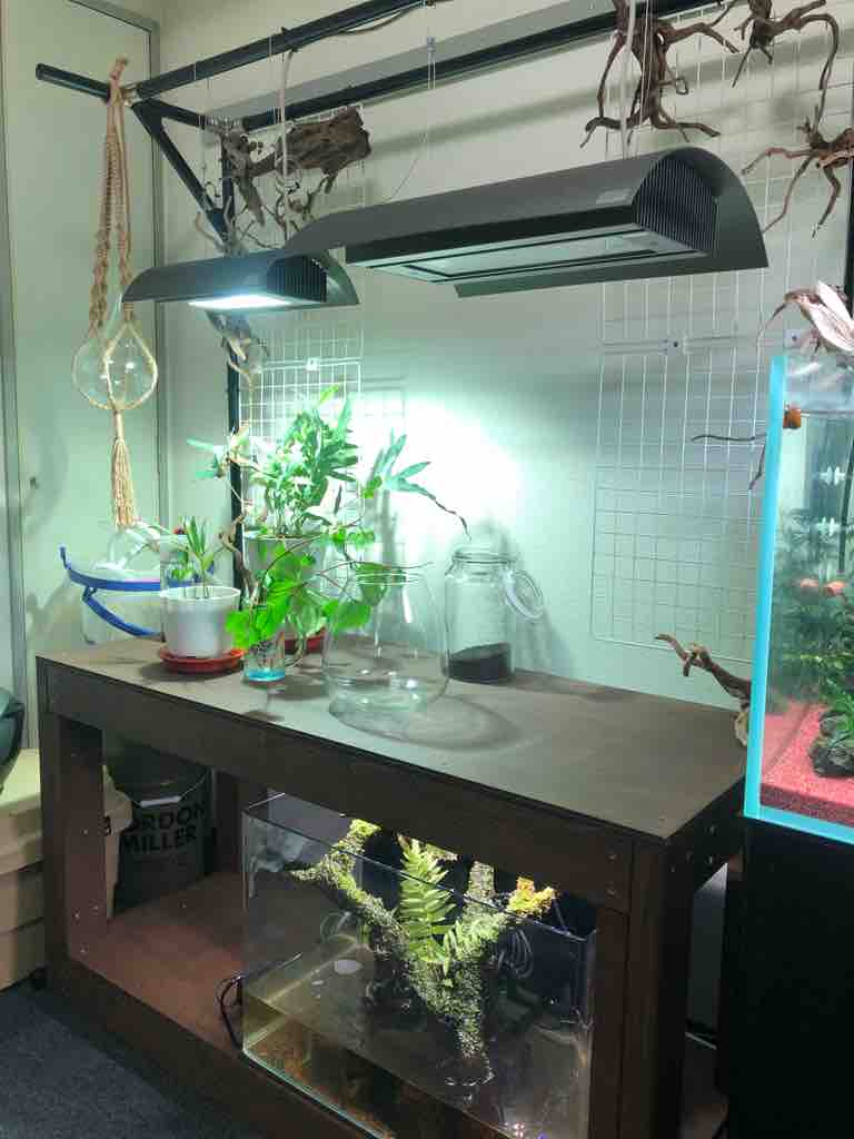 私のアクアリウム部屋をお見せします 40代の時間の使い方 Blog