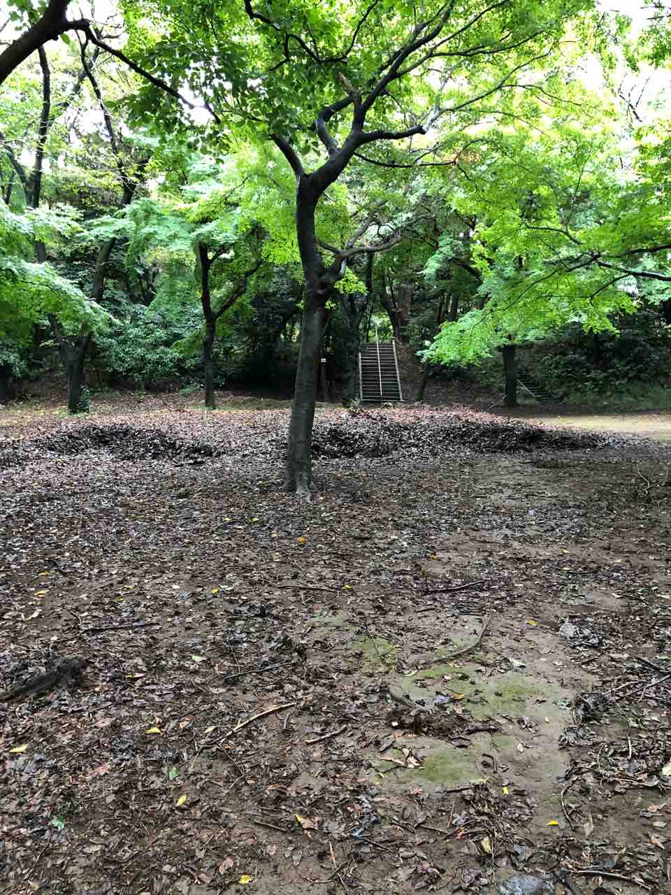 秋の味覚 銀杏拾いをして来ました 40代の時間の使い方 Blog