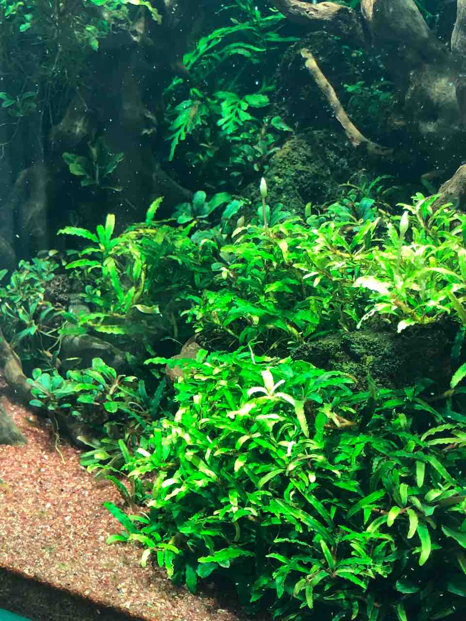 現在の水草水槽の様子 40代の時間の使い方 Blog 現在の水草水槽の様子 40代の時間の使い方 Blog