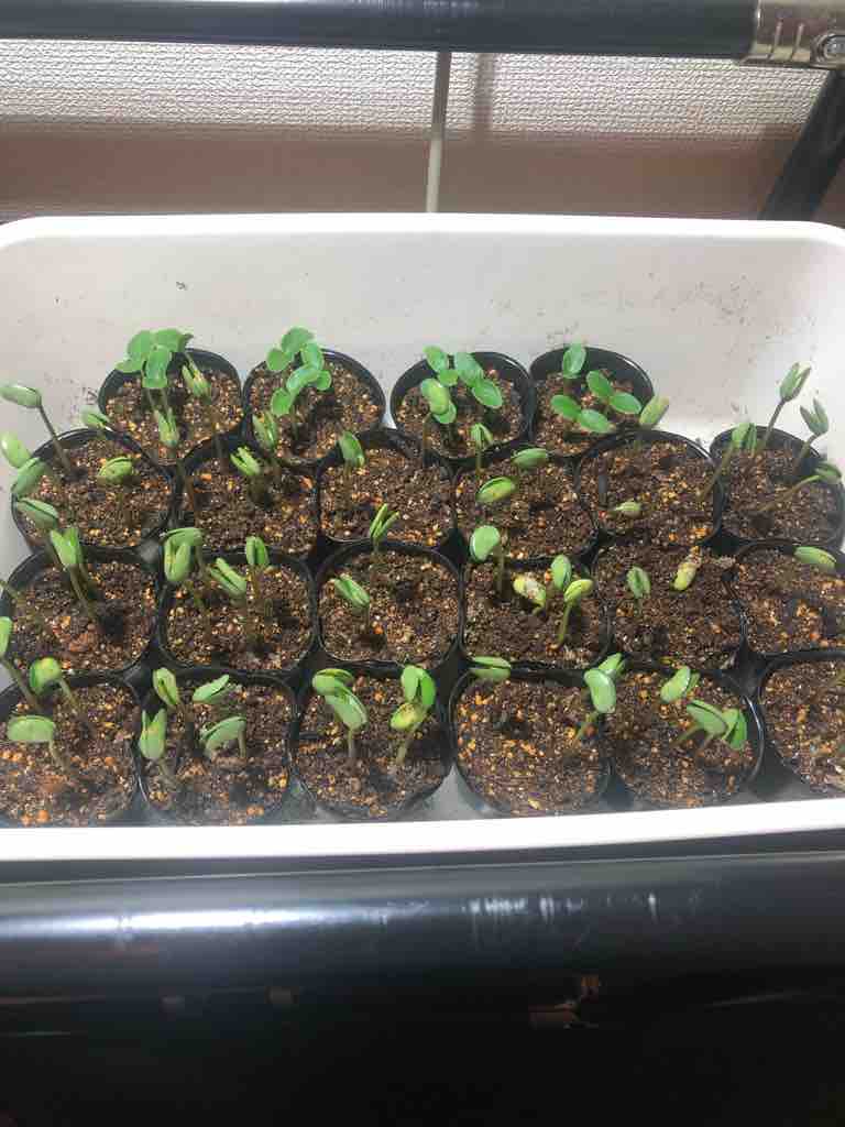 また失敗 難し過ぎた室内での枝豆の発芽作業 40代の時間の使い方 Blog