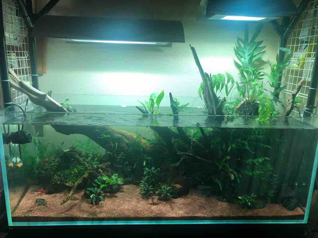 １２０ 水槽レイアウト 巨大流木を追加 40代の時間の使い方 Blog