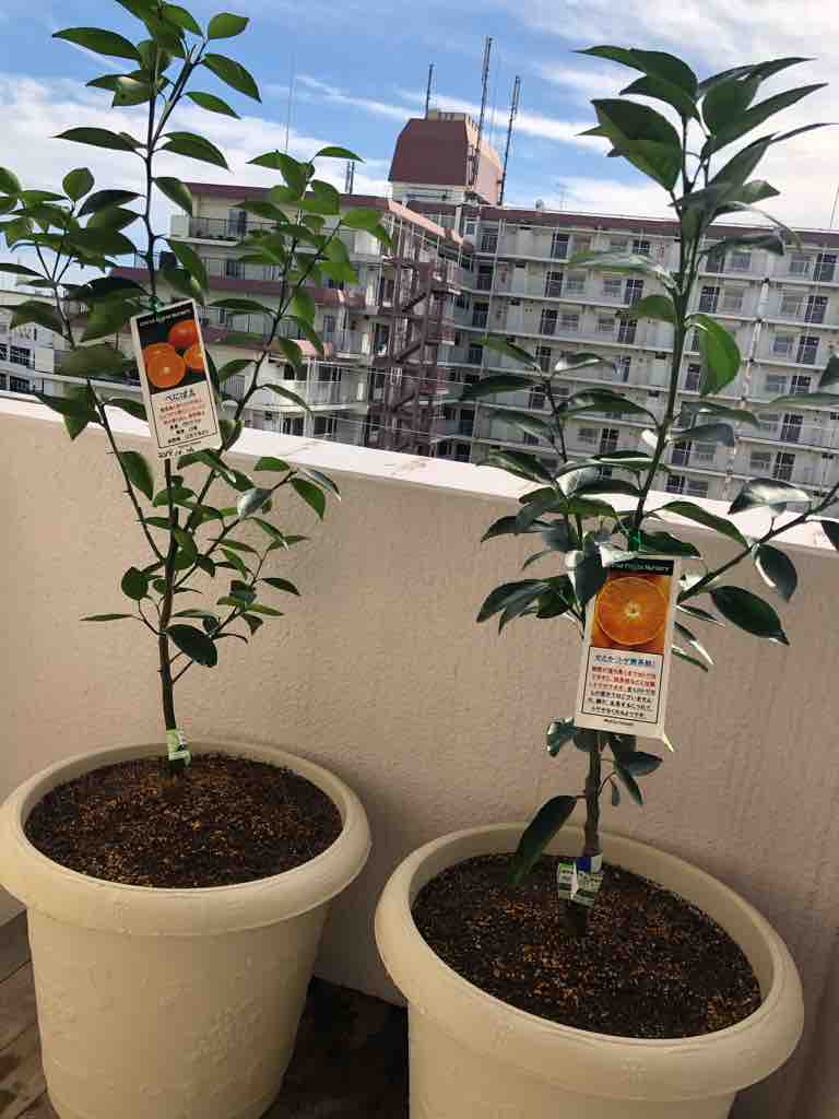 ベランダ果樹園作り 40代の時間の使い方 Blog