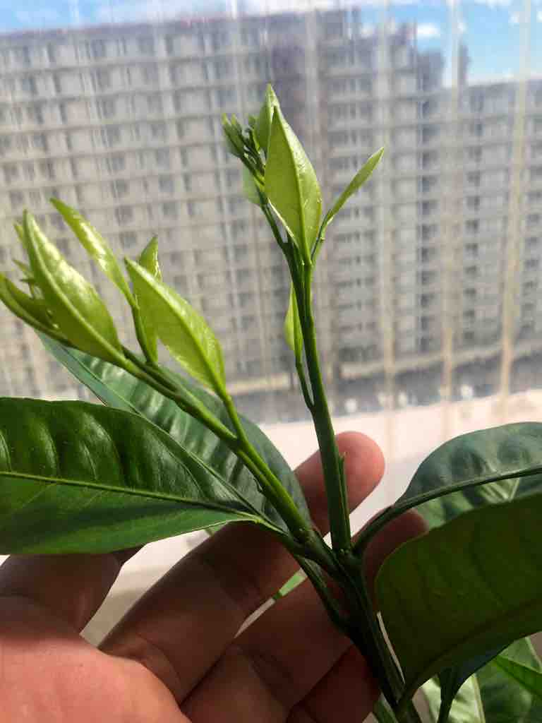 植え付け1年目の鉢植えみかんの管理 夏枝剪定 40代の時間の使い方 Blog 植え付け1年目の鉢植えみかんの管理 夏枝剪定 40代の時間の使い方 Blog