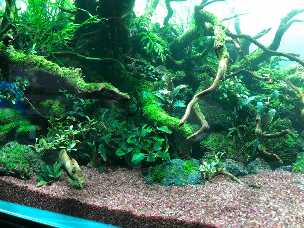 １２０ 水槽立ち上げ完了 40代の時間の使い方 Blog