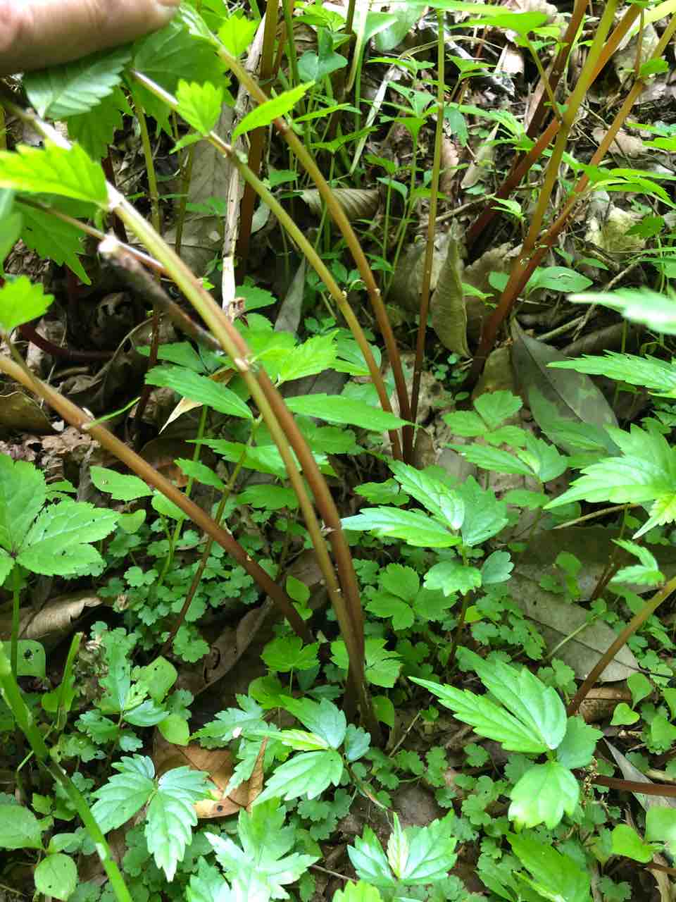 男の料理 その3 山菜 赤ミズの炒め物 40代の時間の使い方 Blog 男の料理 その3 山菜 赤ミズの炒め物 40代の時間の使い方 Blog
