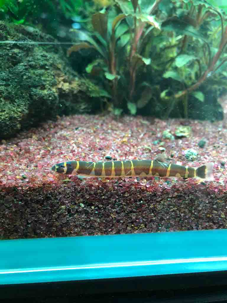 我が家の水槽に居る熱帯魚達の紹介 40代の時間の使い方 Blog