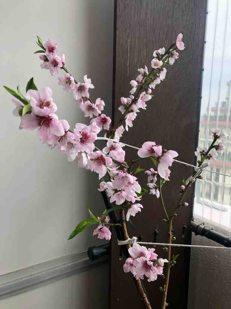 鉢植え桃の様子～開花 : 50代の時間の使い方 blog