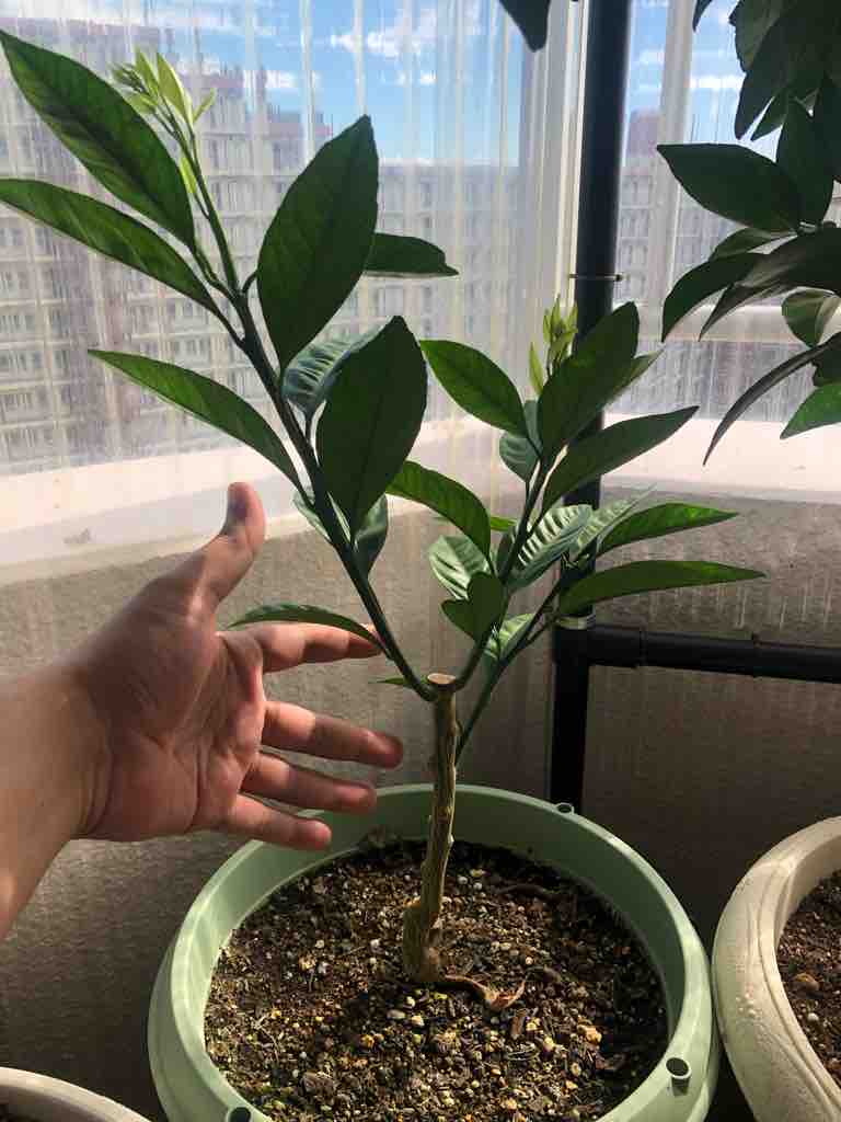 植え付け1年目の鉢植えみかんの管理 夏枝剪定 40代の時間の使い方 Blog 植え付け1年目の鉢植えみかんの管理 夏枝剪定 40代の時間の使い方 Blog