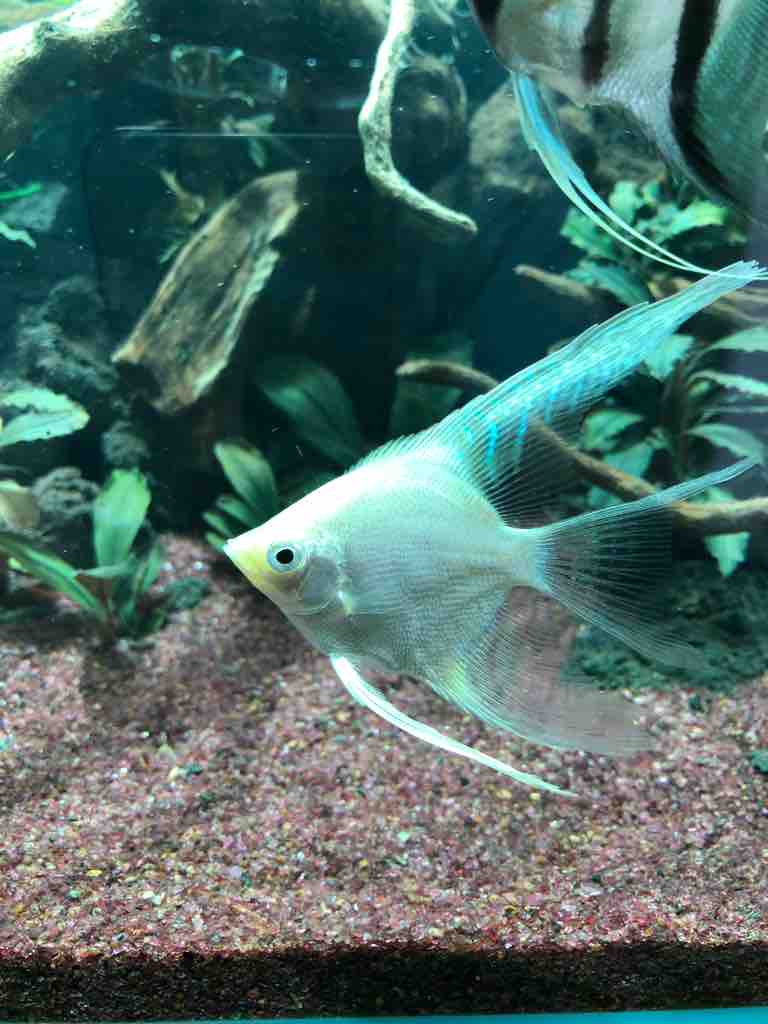 我が家の水槽に居る熱帯魚達の紹介 ５０代の時間の使い方 Blog