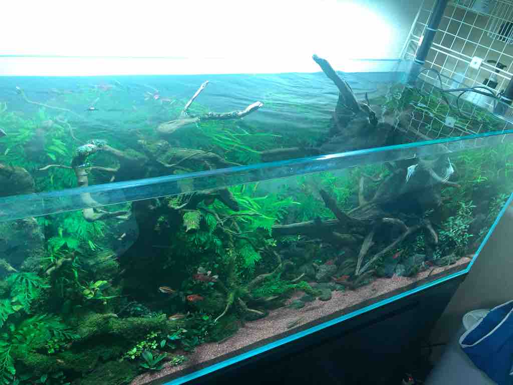 巨大流木を120㎝水槽に投入してみた : 50代の時間の使い方 blog