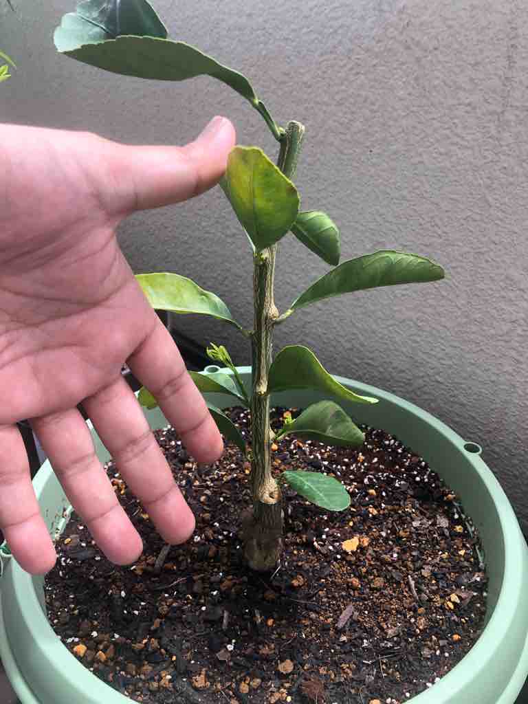 鉢植えみかんの育て方 ５０代の時間の使い方 Blog
