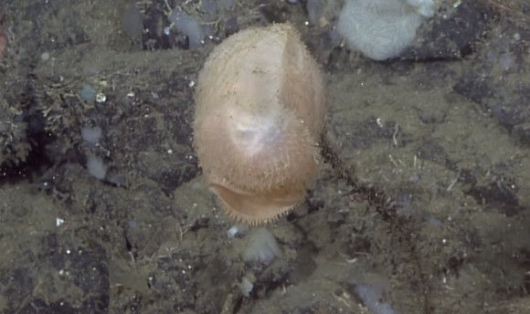 スクリーンショット-(763)