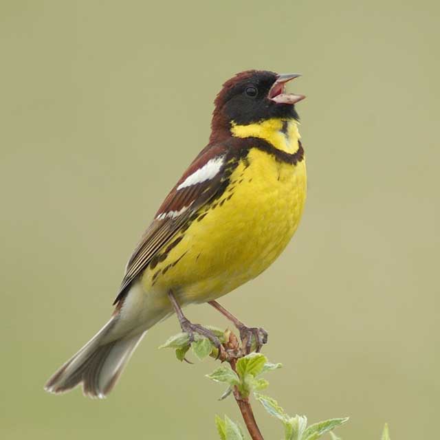 絶滅危惧種の野鳥 シマアオジ フィンランドでの地域絶滅が発表される Fresh News 絶滅危惧種の野鳥 シマアオジ フィンランドでの地域絶滅が発表される Fresh News