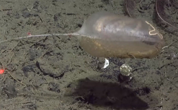 スクリーンショット-(759)