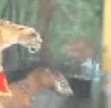 ư衧Ϥȸ -ޤξ˾ȥ- [ư]