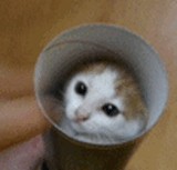 GIF��ǭ���� [�ۤΤܤ�]