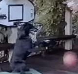 ư衧 -Хåȥܡ򤹤븤- [⤷]