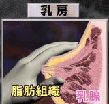 ��������˼�ȿ��꿴�Ϥ�Ʊ������ʪ [���⤷��]