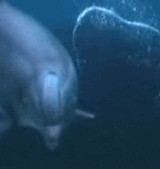 動画：イルカ -泡を操るイルカ- [感動]