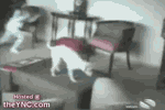 bcc4b15a.gif