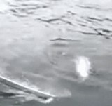 ư�衧������ -��ä����򲣼�ꤵ���- [�׷�]