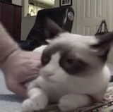 ư衧ǭ -뤬ޤޤʥͥ- [ۤΤܤ]