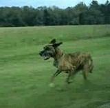 GIF���������äƤ븤���Ф�������θ��������� [�׷�]