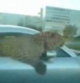 ư�衧�֤��뤫�鸫����ưʪ������ [�׷�]