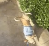 ư衧 -ä򤷤ʤ⤯- [ۤΤܤ]