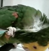 ư衧 -Ȥä椫- [ۤΤܤ]