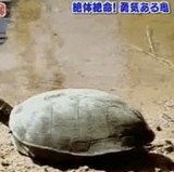 ư�衧ͦ�����뵵 [�׷�]