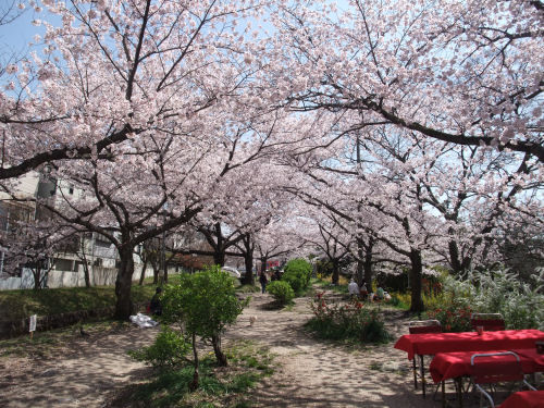 星田妙見宮の桜並木
