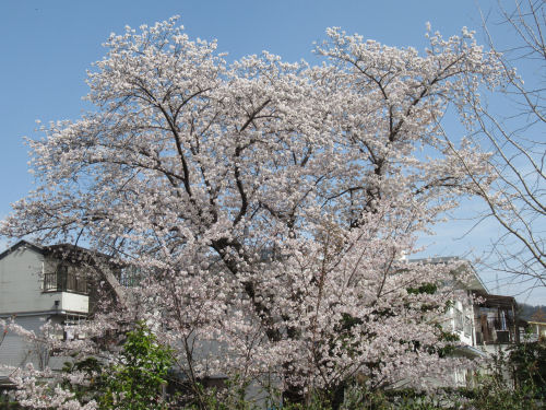 桜・さくら・サクラ・交野・妙見川緑地