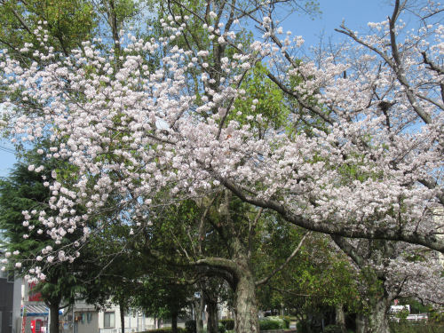 桜・さくら・サクラ・交野・妙見川緑地