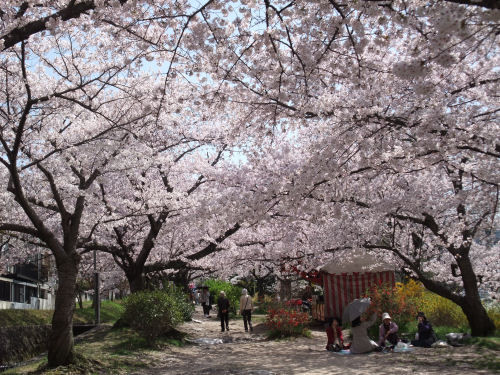 星田妙見宮の桜並木