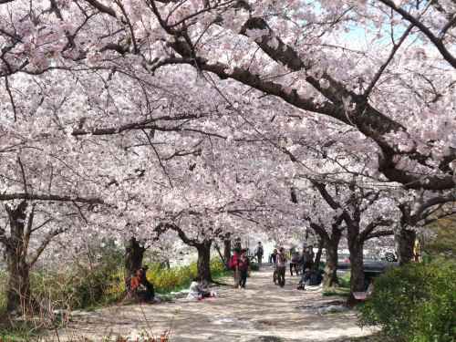 星田妙見宮の桜並木