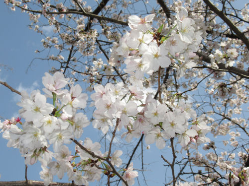 桜・さくら・サクラ・交野・妙見川緑地