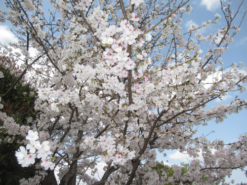 桜・さくら・サクラ・交野・妙見川緑地