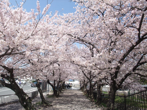 星田妙見宮の桜並木