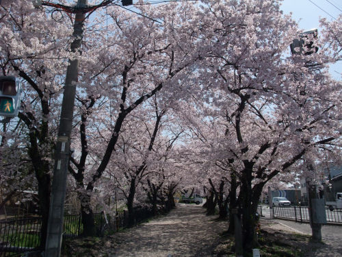 星田妙見宮の桜並木