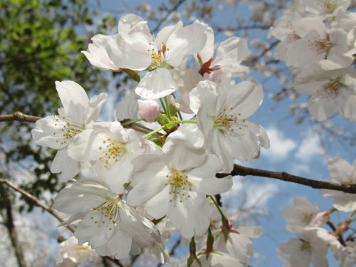 桜・さくら・サクラ・交野・妙見川緑地