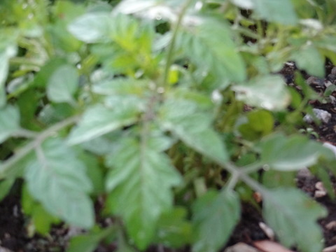 DSC01297