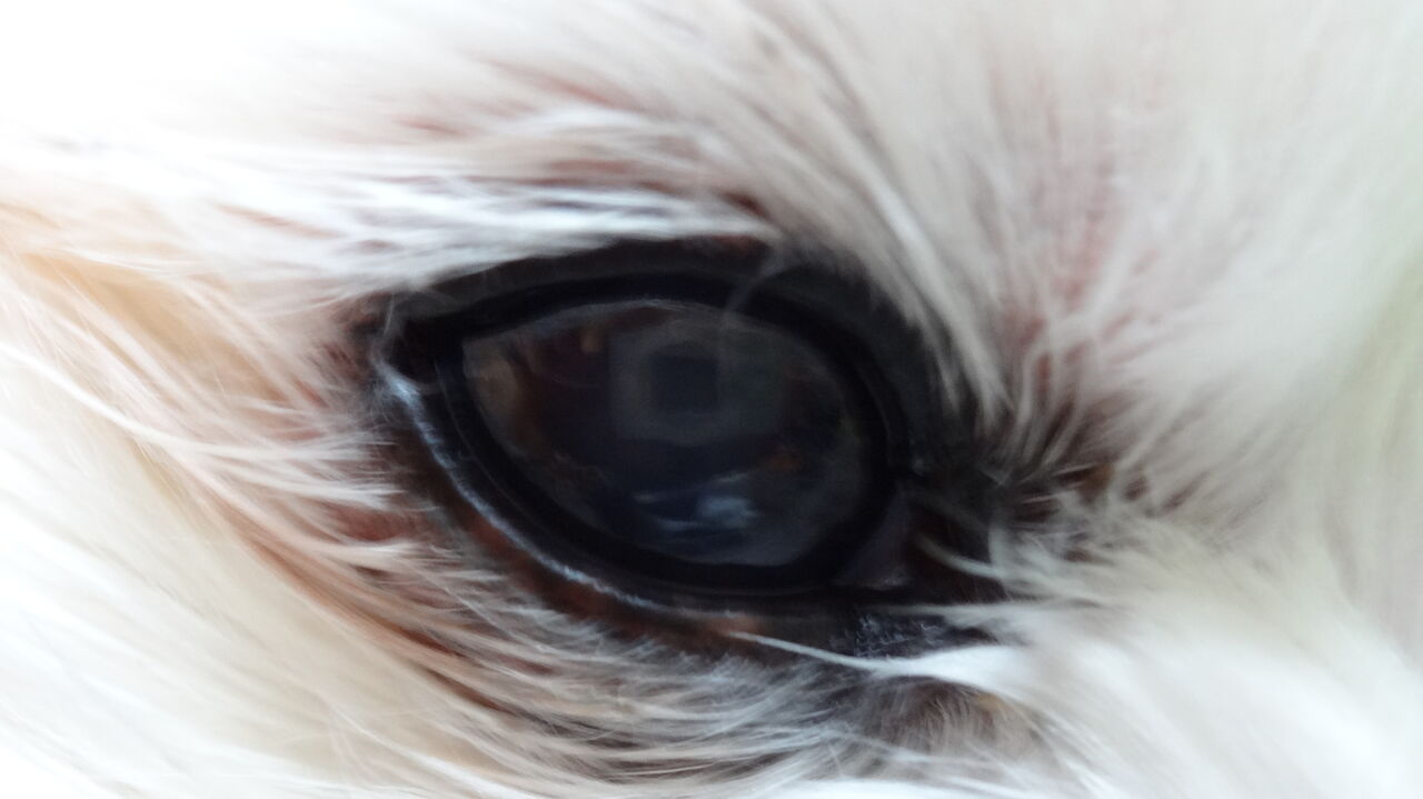 マルチーズのアイラインにメロメロ Fringpieessのblog