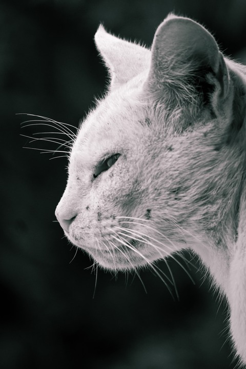 karthik-s-oS8e-Zf-JMo-unsplash