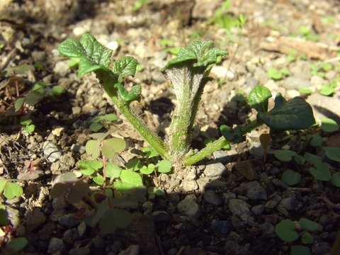 秋植えジャガイモの１ヶ月後 格安で中古住宅を購入 自分でセルフリノベーション