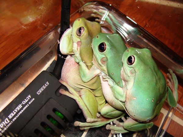 カエルネタ記録編1 Frogdrunker樹上棲の部屋blog