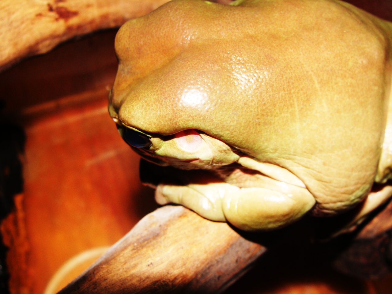 ツリーフロッグの床材 Frogdrunker樹上棲の部屋blog