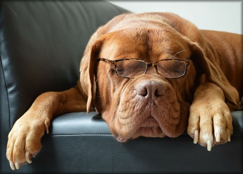 3bordeaux-dog-217018_1280
