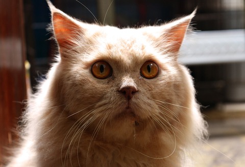 4cat-4926732_1920