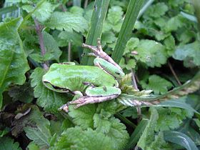 280px-Hyla_japonica_top_ja